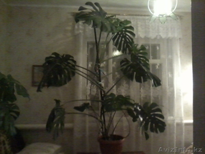 Продажа комнатного растения - Монстера #108808