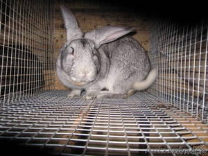 Продается мясо кролика #116928