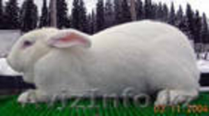 кролики коричневый.белый.серый.великан #112914