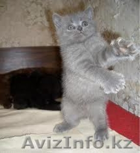 Бесплатно, в хорошие руки котёнка! #115609