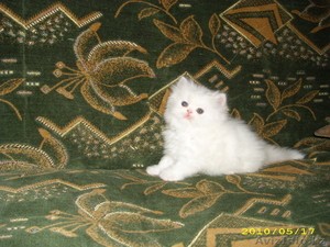 котята от лучших производителей #119107