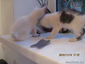 Отдам в хорошие руки! #106275