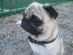 Собака.Мопс(мальчик). #118220