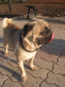 Продам.Собаки.Мопс. #118213