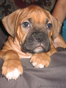 Щенка боксера продам.  #106086