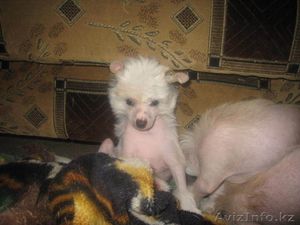 Китайская Хохлатая собака #110589