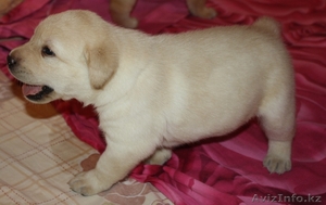 Собака Лабрадор #113145