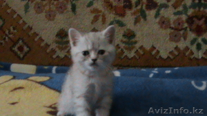 Котёнок,  прямоухий-шотландец с документами #117218