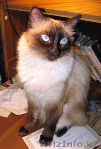 Невский маскарадный котенок #106533