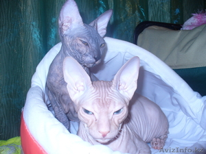 Донские сфинксы. #79519