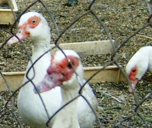 Индоутки белые (селезни и утки) #110453