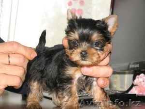 gavrilla46@gmail.com #105269