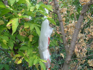 Товарищество с ограниченной ответственностью