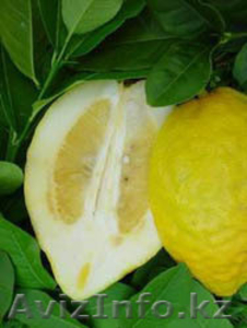 Цитрусовые.Цитроны. #105512