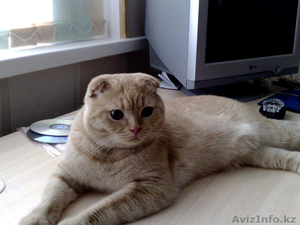 Кот,  скотиш фолд (шотландс.) #131826
