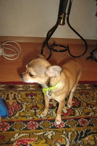 продам щенков Алматы #126907