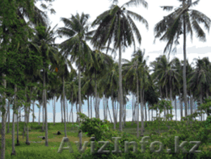 Тропический рай - остров Самуй в Таиланде #131515