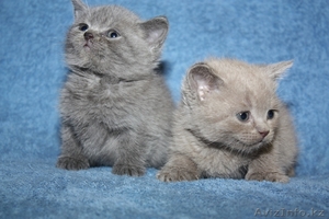 Британская голубая короткошерстная #37039