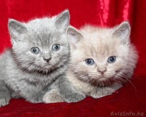 Продаются Британские котята в Алматы #126727
