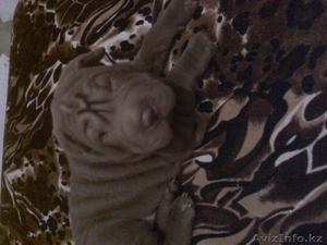 продам щенка.порода шар-пей #122324