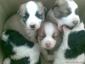 Щенок азиатской породой  #126511