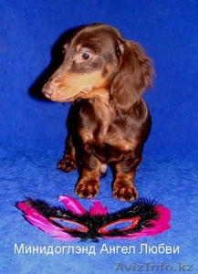 Щенок таксы кроличей длинношерстной кофейного окраса от пит МИНИДОГЛЭНД #134037