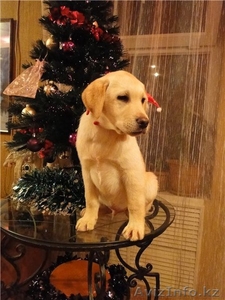 Лабрадорчики палевого окраса #130315