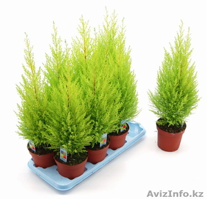 Лужок,  магазин цветов в Алматы #128347