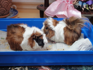 продам  морских  свинок #127189