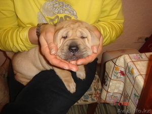 Продам щенка помесь шарпея и овчарки #127716