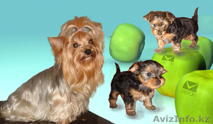йоркширский терьер щенки #125134