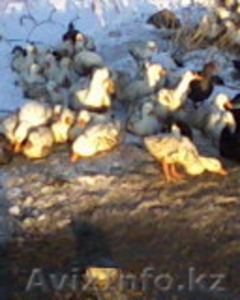 продам  пекинских   уток #128593
