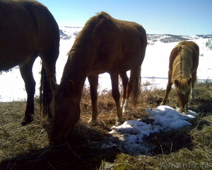 Продам лошадей разного возраста #129520