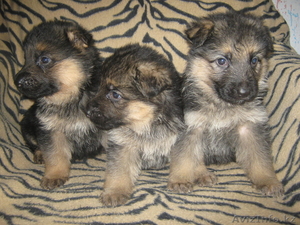 7272908331 Светлана #134983