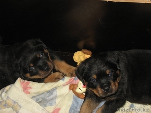 Очаровательные щенки ротвейлера #121215