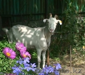 козье молоко натуральное #130960