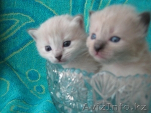 Невские маскарадные котята #126574