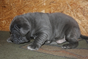 щенки мастино наполетано #128975