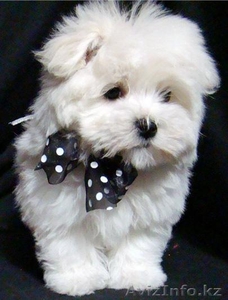 Куплю щенка мальтезе #133636