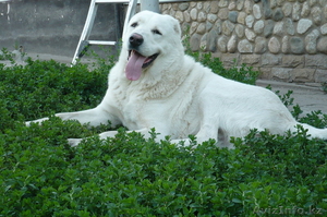 87055081363 Надежда #135172