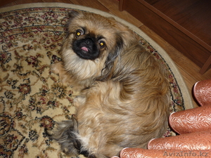 пекинес для вязки #132907