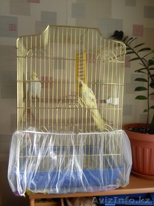 продам попугаев #132098