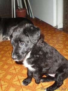 Отдам щенка хорошие руки #128960