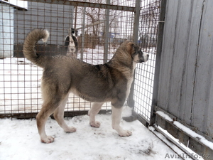 щенок кавказского волкодава #121677