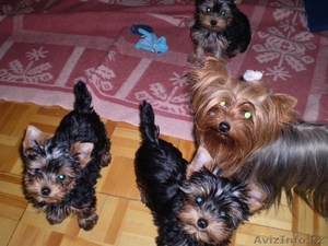 Продаются щенки йоркширского терьера #127867