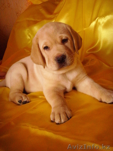 продам щенков лабрадора-ретривера #123327
