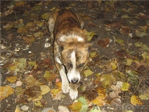 Отдадим в хорошие руки собаку #121846