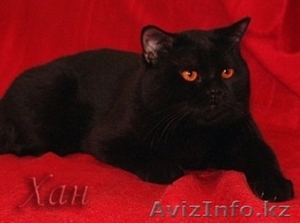 Кошечки для моего кота #156401