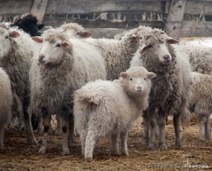 Продам мясо баранины #152286