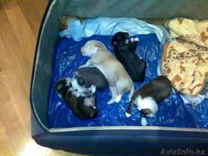 Китайская хохлатая  #146506